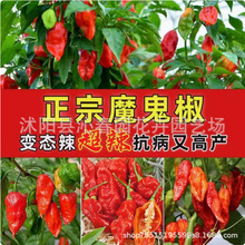 印度魔鬼辣椒种子特辣超级辣断魂椒菜园阳台种植辣椒籽四季蔬菜种