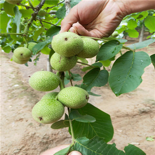 ���Ҙ���޽���Ʒ�N��Ƥ����Ԯ���ӹ��ϱ������������������