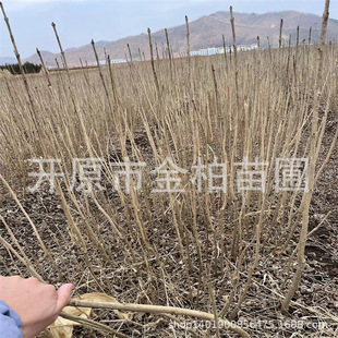 Barren Mountain Reforestation Seedlings Wholesale Ash Saplings 1 2-Year-Old Northeastern Ash Saplings Large Trees