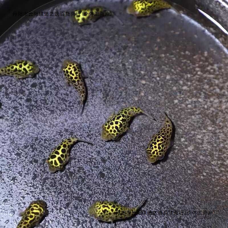 Pufferfish Ornamental Fish Golden Doll Freshwater Small Angry Bloated Belly Easy to Raise and Live Chocolate Doll Wholesale