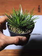 ����΢���辰���X�S�𼧻���S������Gֲˮ���������С�����m��