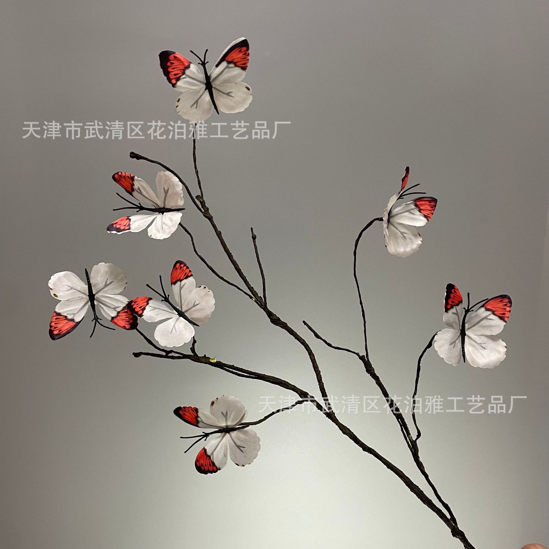 주황색 뿔 흰나비