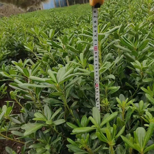 ��ͩ�е��G�����@С�^���~�S��t�~ʯ骱�����ع�ľ�羫Ʒ�G�h