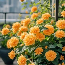 ༾_ذĻͥԺaʾܾGֲͺ