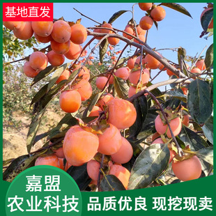 �ڽ��������Ϸ������Nֲ ���������� �޽��ɿ�����������