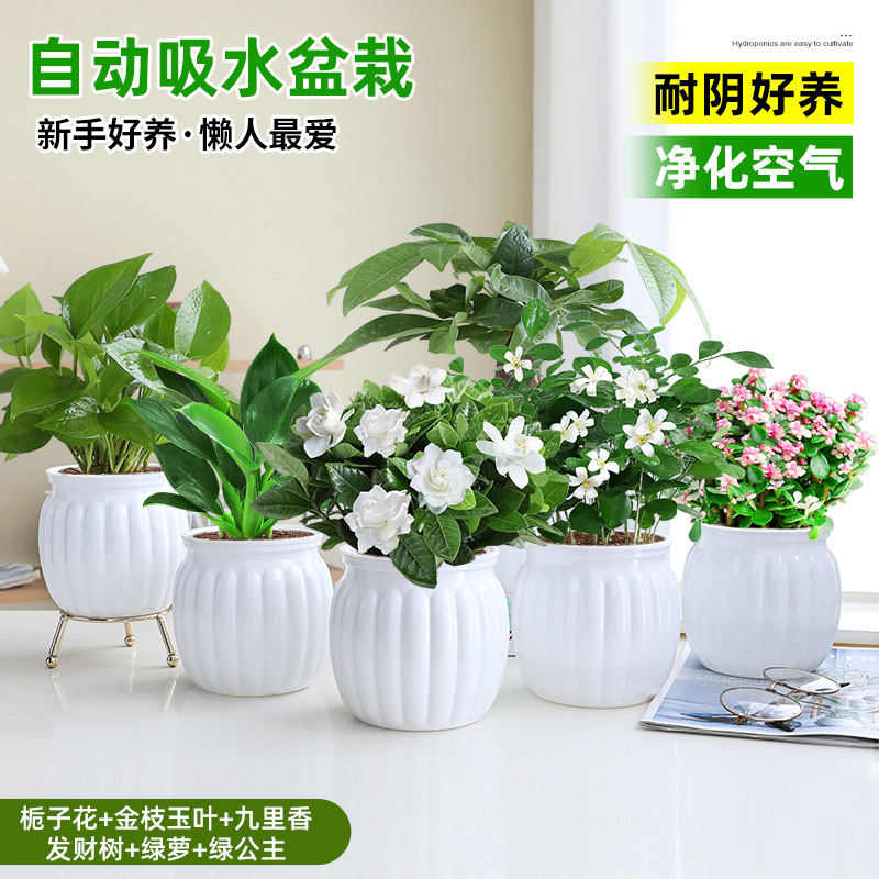 [6 화분 핫 콤비네이션] 치자나무 + 황금가지와 옥잎 + 구리향 + 돈나무 + 청무 + 그린 프린세스