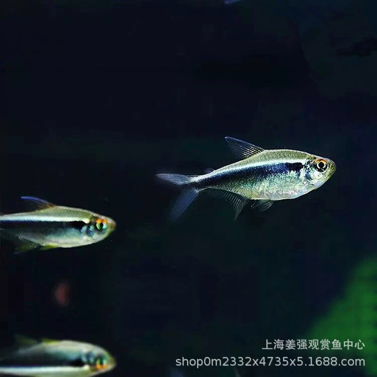 Тропические декоративные рыбы Маленькая группа Плавать Рыба Черная линия Свет Черная Световая трубка Черный Лотос Свет Водяная трава Танк Живая домашняя рыба Черный свет