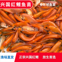 兴国红鲤鱼苗可食用可观赏淡水鱼塘养殖红鲤鱼苗大品种荷包红鲤鱼