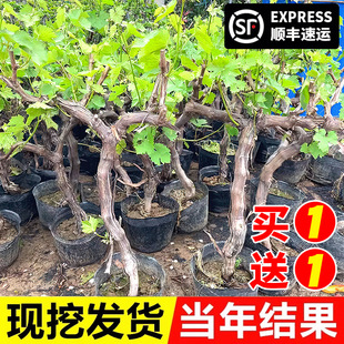 �޷����ј��m�ش�o��ꖹ�õ�����ј����Ϸ������Nֲ���ٮ���Y��