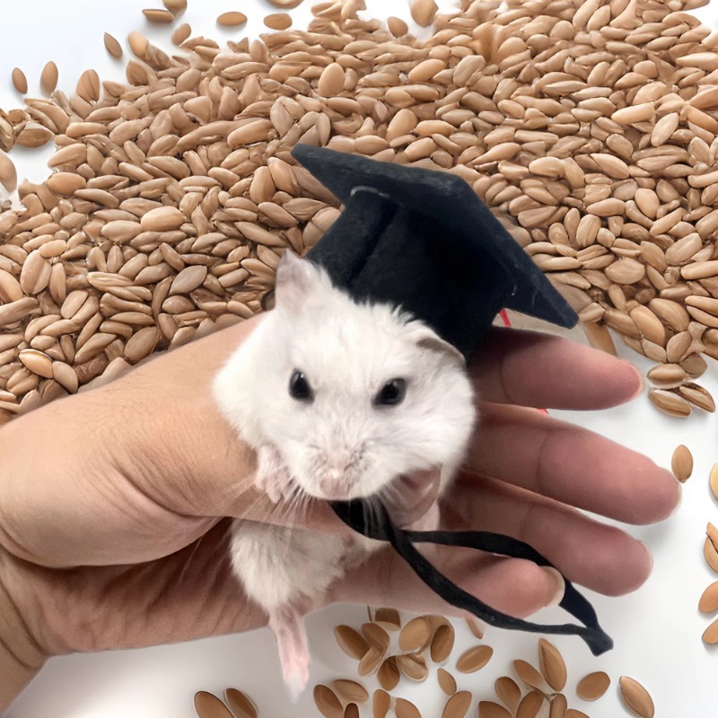 Sombrero de hámster, sombrero de médico de hámster, sombrero de soltero, flecos, mascota elástica, sombrero decorativo lindo, sombrero de pájaro loro image 3
