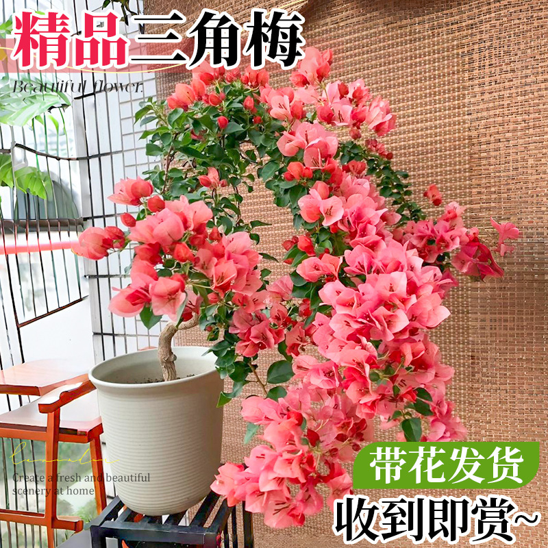 Bougainvillea with Flowers, Non-Sweet Watermelon Potted Climbing Plant, Large Seedlings, Indoor Green Cherry, Balcony Courtyard Flowers and Green Plants