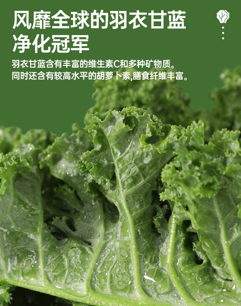 Kale Chia Seed Soy Milk Powder 175g High Protein Dietary Fiber Meal Replacement Instant Drink quality and texture
