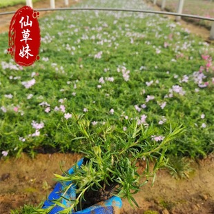 ����������֥�� ɽ�|�ݻ����ش����������NҎ���޸��ݻ������쾰