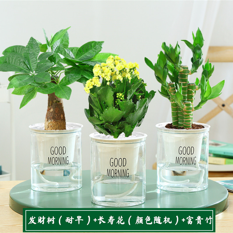 [부축합] 돈나무 + 행운죽 + 장수꽃 + 영양액