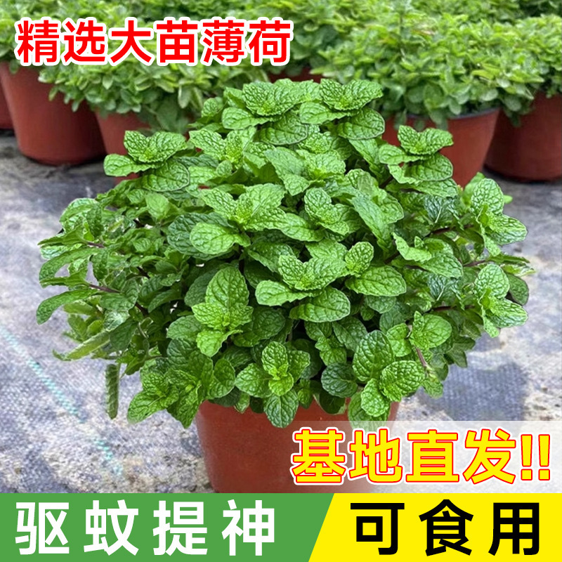 Spearmint Edible Mosquito Repellent Potted Plant Purifying Green Plant Office Desktop Easy to Grow in All Seasons