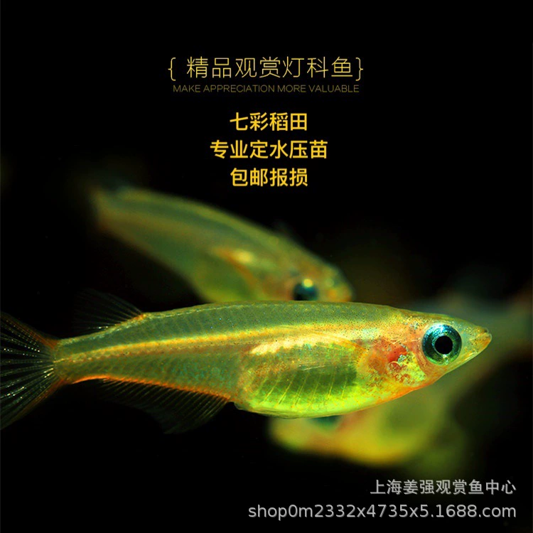 Красочные Пэдди killiffish маленькие тропические декоративные пресноводные рыбы красочные неоновые Пэдди свет killiffish трава Танк группа плавание живое тело