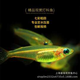 七彩稻田鳉鱼小型热带观赏淡水鱼七彩霓虹稻田灯鳉鱼草缸群游活体