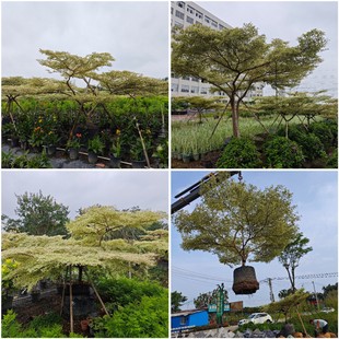 Specially Selected Bonsai House Courtyard Main Landscape Tree Solitary Planting Shape Terminalia Island Bonsai Oblique Floating Terminalia