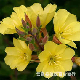 夜来香种子盆栽花卉植物夜来香树苗常青开花夜来香花苗观赏植物