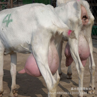 һֻ�a�̮a�̵����Bֳ�������������N�_����ɽ�����