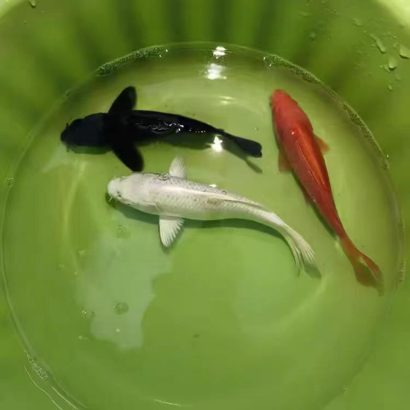 観賞魚、黄色の鯉、金魚、活魚、鯉、冷水魚、小型の淡水魚、飼育しやすい、耐久性のある黒鯉|undefined