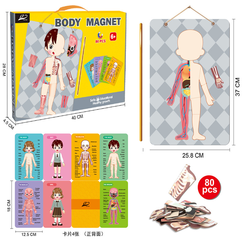 中东新品儿童早教人体模型磁力卡片拼图教育认知磁力贴玩具toys
