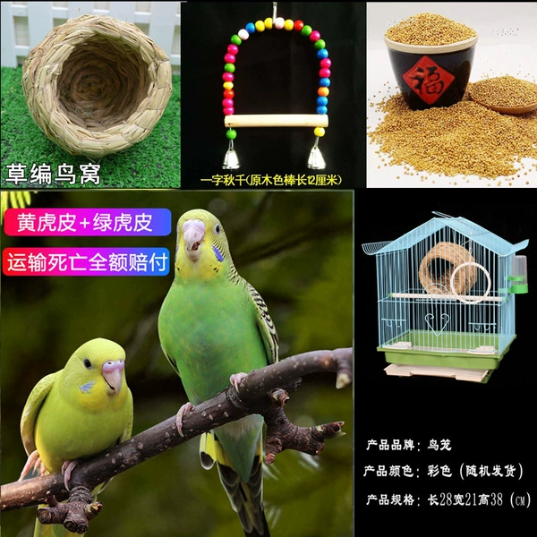Green skin + yellow skin + feeding cage + swing + bird's nest + gift bag
