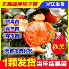 无籽砂糖橘苗橘子树砂糖橘树苗盆地栽桔子果苗南方果树橙柚橘子苗