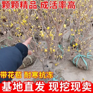 �D÷���煲��Ϟ÷�����_�������ͻ��������D÷���ͺ�����ͥԺ÷��