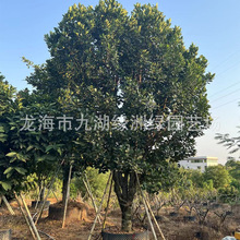 莲雾树批发 水果树果树莲雾树基地 结果莲雾树价格 大量批发