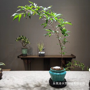 �������������Ϻ����Ʒ�h֧ͥԺ�҃Ȳ����k��������ֲ���辰�Gֲ