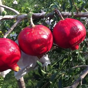 Tunisian Soft-Seeded Pomegranate Saplings Potted Ground-Planted Grafted Pomegranate Seedlings Planted in the North and South in All Seasons to Produce Fruit Seedlings in the Same Year