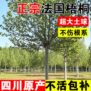 French Sycamore Saplings, Sichuan Landscaping, Fast-Growing Sycamore Shade, Courtyard Ornamental Cold-Resistant Landscape Trees