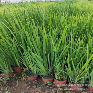 Aquatic Iris Potted Seedlings, Yellow Flower Iris, Slope Protection, Flowers for Garden Greening Projects, Qingzhou Base Wholesale
