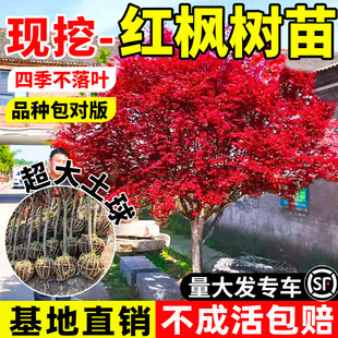 �Ї��t�������ļ��ձ��t�輧ͥԺ�Ϙ�ֲ��e�������ͺ��ϱ����Nֲ