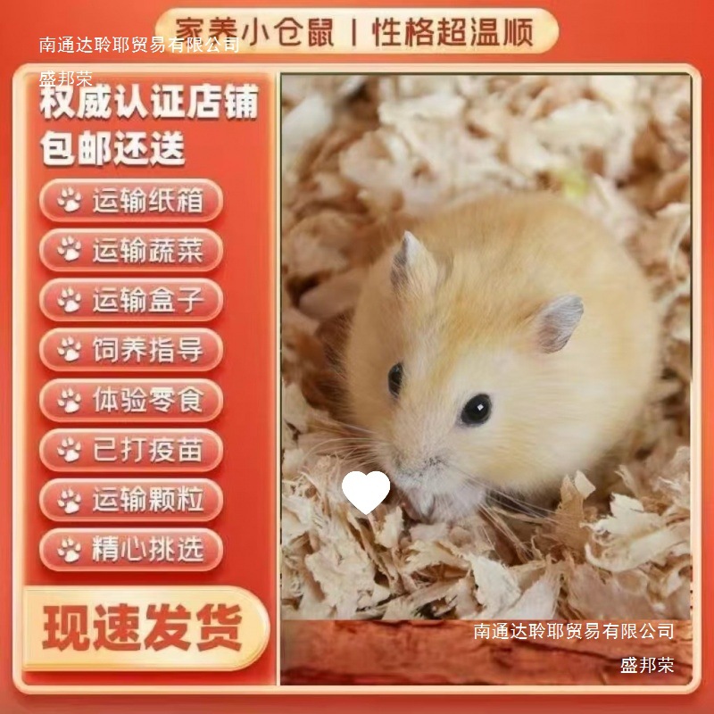 家养小仓鼠便宜银狐布丁三线紫仓可爱金丝熊幼崽一对情侣包活