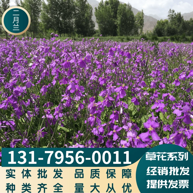 Февраль семена орхидеи Жугэ цветочные семена Февраль синие Многолетние цветы морозостойкие тени-устойчивые ландшафтное озеленение цветочные семена