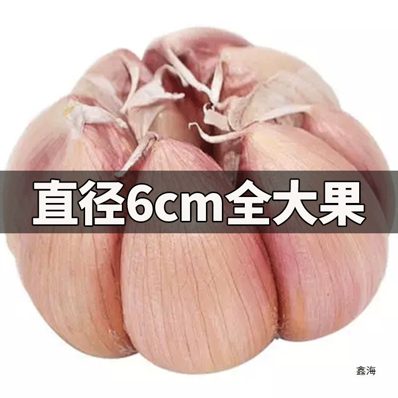 6cm сушеный чеснок головка дешевая