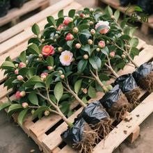 �軨��������ɽ�軨�����_���܎�������ɫ�൤�҃��̨�Gֲ�ﻨ��