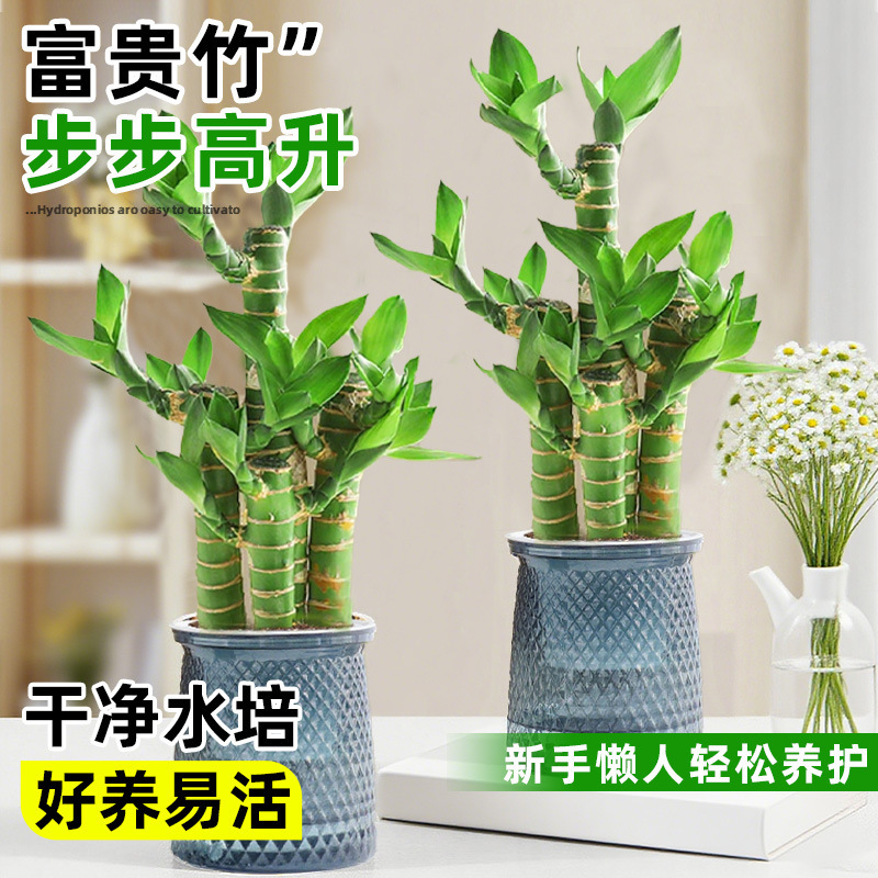Rich Bamboo Potted Plant Wenchang Bamboo Step by Step Office Plant Hydroponic Desk Green Plant Purifies the Air and Is Easy to Maintain