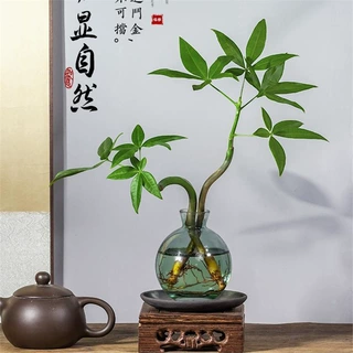 水培植物发财树奇趣造型办公室内桌面绿植摆件四季常青好养水养