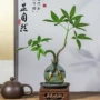 办公桌面植物水养摆件