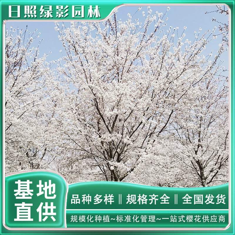 Йошино Саженцы вишни Посадка и выращивание 12 см Йошино Саженцы вишни рынок