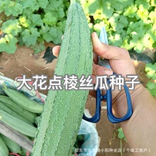 ���c��ǽz�ϷN�Ӱ˽ǽz���ļ���߮a��Ǵ����߲��ݽz���ѷN