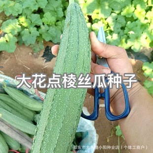 ���c��ǽz�ϷN�Ӱ˽ǽz���ļ���߮a��Ǵ����߲��ݽz���ѷN