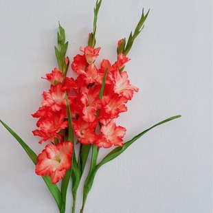 ��Ʒ�|���滨���m����������ػ�ƿ�ɻ��b[�O�ֹ��������ͼٻ�