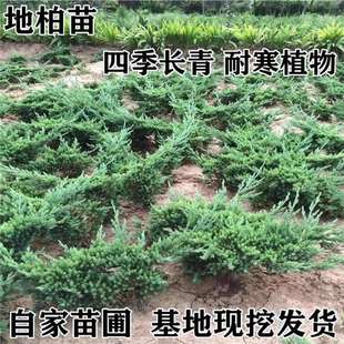 ����������ֱ�N䁵ذ��繤�̾G����ľ�ļ������ľ�׳ɻ����ذ�