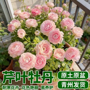 ��ĵ�����Ԏ������ذ껨ëݢ�����ļ����B���̨ͥԺ���~ĵ��ֲ��