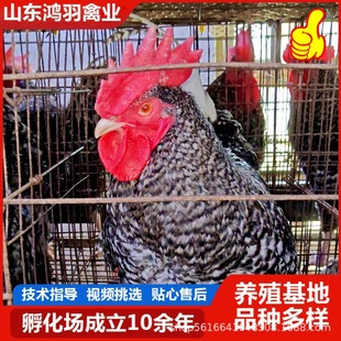 �W�t�r��ɢ�B���w�J���u��  �J���u��Ó��  �����J���u�µ��u��