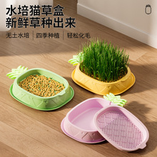 原创菠萝猫草盒无土水培分层设计吐毛球化毛促进消化栽培猫草盒